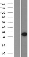 HOXC9 Protein - Western validation with an anti-DDK antibody * L: Control HEK293 lysate R: Over-expression lysate