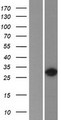 HOXC9 Protein - Western validation with an anti-DDK antibody * L: Control HEK293 lysate R: Over-expression lysate