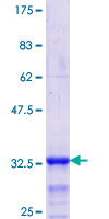 HOXD4 Protein - 12.5% SDS-PAGE Stained with Coomassie Blue.
