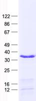 HOXD4 Protein