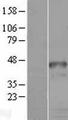 HOXD9 Protein - Western validation with an anti-DDK antibody * L: Control HEK293 lysate R: Over-expression lysate