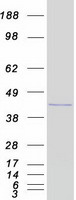 HOXD9 Protein - Purified recombinant protein HOXD9 was analyzed by SDS-PAGE gel and Coomassie Blue Staining