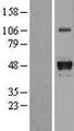 HP / Haptoglobin Protein - Western validation with an anti-DDK antibody * L: Control HEK293 lysate R: Over-expression lysate