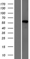 HP1BP3 Protein - Western validation with an anti-DDK antibody * L: Control HEK293 lysate R: Over-expression lysate