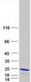 HPCAL1 / Hippocalcin-Like 1 Protein - Purified recombinant protein HPCAL1 was analyzed by SDS-PAGE gel and Coomassie Blue Staining