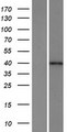 HPF1 Protein - Western validation with an anti-DDK antibody * L: Control HEK293 lysate R: Over-expression lysate