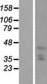 HPH2 / PHC2 Protein - Western validation with an anti-DDK antibody * L: Control HEK293 lysate R: Over-expression lysate