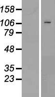 HPMS1 / PMS1 Protein - Western validation with an anti-DDK antibody * L: Control HEK293 lysate R: Over-expression lysate
