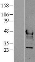 HPN / TMPRSS1 / Hepsin Protein - Western validation with an anti-DDK antibody * L: Control HEK293 lysate R: Over-expression lysate