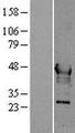 HPN / TMPRSS1 / Hepsin Protein - Western validation with an anti-DDK antibody * L: Control HEK293 lysate R: Over-expression lysate