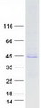 HPS / HPS1 Protein - Purified recombinant protein HPS1 was analyzed by SDS-PAGE gel and Coomassie Blue Staining