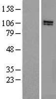 HPS3 Protein - Western validation with an anti-DDK antibody * L: Control HEK293 lysate R: Over-expression lysate