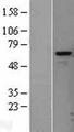 HPSE / Heparanase Protein - Western validation with an anti-DDK antibody * L: Control HEK293 lysate R: Over-expression lysate