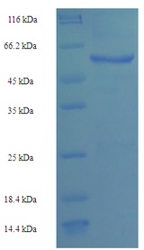 HPTPB / PTPRB Protein