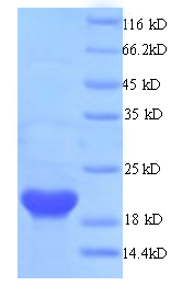 HPV16 E6 Protein