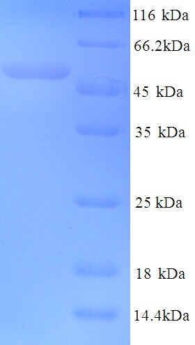 HPV18 L2 Protein
