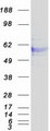 HPX / Hemopexin Protein - Purified recombinant protein HPX was analyzed by SDS-PAGE gel and Coomassie Blue Staining