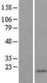HR6B / UBE2B Protein - Western validation with an anti-DDK antibody * L: Control HEK293 lysate R: Over-expression lysate