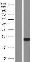 HRAS / H-Ras Protein - Western validation with an anti-DDK antibody * L: Control HEK293 lysate R: Over-expression lysate