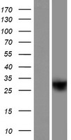 HRASLS5 Protein - Western validation with an anti-DDK antibody * L: Control HEK293 lysate R: Over-expression lysate