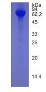 HRG Protein - Active Histidine Rich Glycoprotein (HRG) by SDS-PAGE