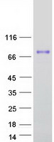 HRG Protein - Purified recombinant protein HRG was analyzed by SDS-PAGE gel and Coomassie Blue Staining