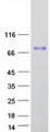 HRG Protein - Purified recombinant protein HRG was analyzed by SDS-PAGE gel and Coomassie Blue Staining