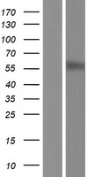 HRH1 / Histamine H1 Receptor Protein - Western validation with an anti-DDK antibody * L: Control HEK293 lysate R: Over-expression lysate