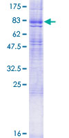 HRH1 / Histamine H1 Receptor Protein - 12.5% SDS-PAGE of human HRH1 stained with Coomassie Blue