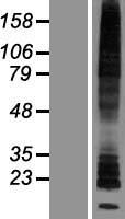 HRH2 / Histamine H2 Receptor Protein - Western validation with an anti-DDK antibody * L: Control HEK293 lysate R: Over-expression lysate