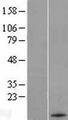 HRK / HARAKIRI Protein - Western validation with an anti-DDK antibody * L: Control HEK293 lysate R: Over-expression lysate