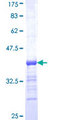 HRS / HGS Protein - 12.5% SDS-PAGE Stained with Coomassie Blue.