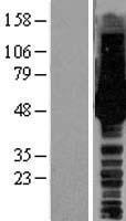 HS1BP3 Protein - Western validation with an anti-DDK antibody * L: Control HEK293 lysate R: Over-expression lysate