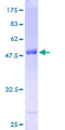 HS1BP3 Protein - 12.5% SDS-PAGE of human HS1BP3 stained with Coomassie Blue