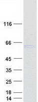 HS1BP3 Protein - Purified recombinant protein HS1BP3 was analyzed by SDS-PAGE gel and Coomassie Blue Staining