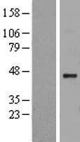 HS2ST1 Protein - Western validation with an anti-DDK antibody * L: Control HEK293 lysate R: Over-expression lysate