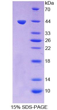 HS2ST1 Protein - Recombinant  Heparan Sulfate-2-O-Sulfotransferase 1 By SDS-PAGE