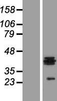 HS3ST1 Protein - Western validation with an anti-DDK antibody * L: Control HEK293 lysate R: Over-expression lysate
