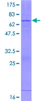 HS3ST1 Protein - 12.5% SDS-PAGE of human HS3ST1 stained with Coomassie Blue