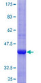 HS3ST1 Protein - 12.5% SDS-PAGE Stained with Coomassie Blue.