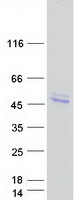 HS3ST1 Protein - Purified recombinant protein HS3ST1 was analyzed by SDS-PAGE gel and Coomassie Blue Staining
