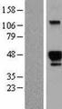 HS3ST2 Protein - Western validation with an anti-DDK antibody * L: Control HEK293 lysate R: Over-expression lysate