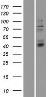 HS3ST3B1 Protein - Western validation with an anti-DDK antibody * L: Control HEK293 lysate R: Over-expression lysate