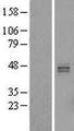 HS3ST5 / 3OST5 Protein - Western validation with an anti-DDK antibody * L: Control HEK293 lysate R: Over-expression lysate