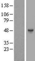 HS6ST1 Protein - Western validation with an anti-DDK antibody * L: Control HEK293 lysate R: Over-expression lysate