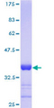 HSBP1 Protein - 12.5% SDS-PAGE of human HSBP1 stained with Coomassie Blue