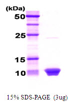 HSBP1 Protein