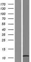 HSBP1L1 Protein - Western validation with an anti-DDK antibody * L: Control HEK293 lysate R: Over-expression lysate