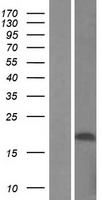 HSCB Protein - Western validation with an anti-DDK antibody * L: Control HEK293 lysate R: Over-expression lysate