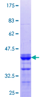 HSD-1 / SPAG8 Protein - 12.5% SDS-PAGE Stained with Coomassie Blue.